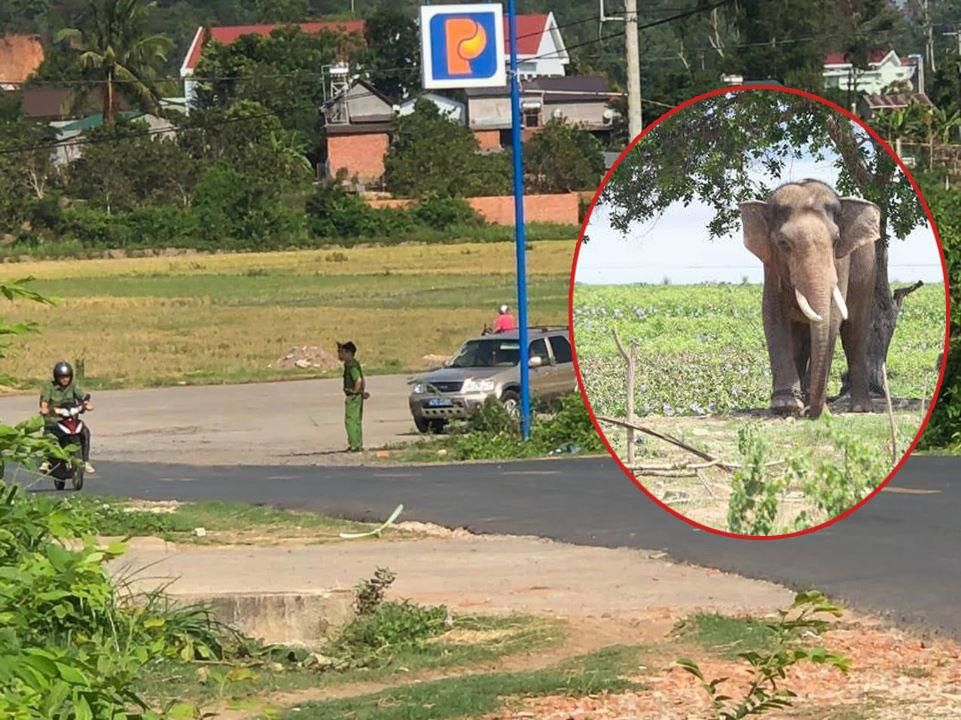 Voi nhà quật chết người: Sở VHTT & DL Đắk Lắk lý giải nguyên nhân Voi nha quat chet nguoi: So VHTT & DL Dak Lak ly giai nguyen nhan