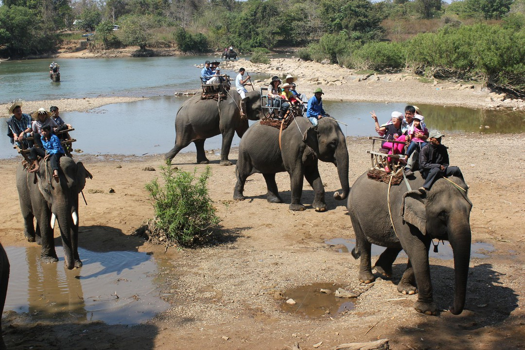 Voi nhà quật chết người: Sở VHTT & DL Đắk Lắk lý giải nguyên nhân - Hình 2 Voi nha quat chet nguoi: So VHTT & DL Dak Lak ly giai nguyen nhan-Hinh-2
