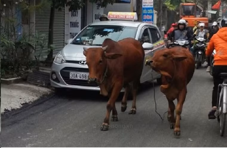 Chú ý, có hai chiếc Lamborghini đang gây tắc đường