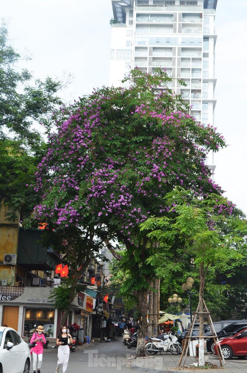 Bằng lăng xuất hiện ở nhiều nơi khác tại trung tâm Thủ đô như phố Trần Huy Liệu (trong ảnh), đường Trích Sài (quận Tây Hồ) hay dọc sông Tô Lịch.