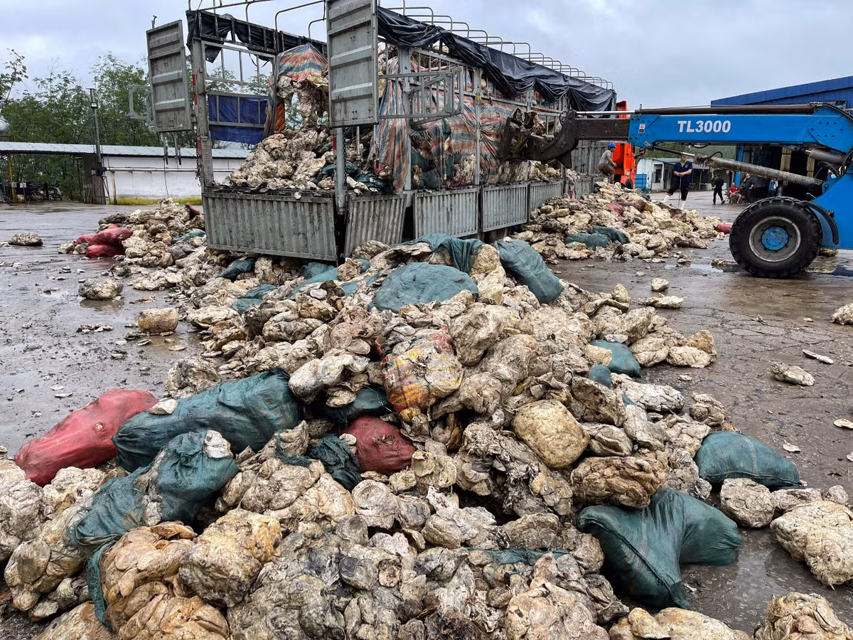 Hue: Cong ty cao su Huy Anh xa thai trai phep ra moi truong-Hinh-2