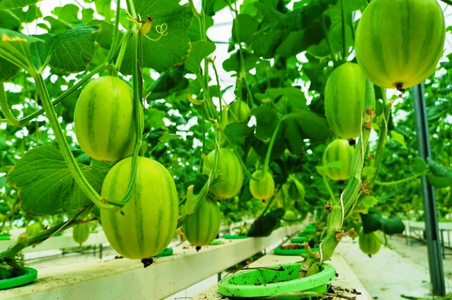 Trong dua luoi thuy canh thu lai hang tram trieu dong/nam