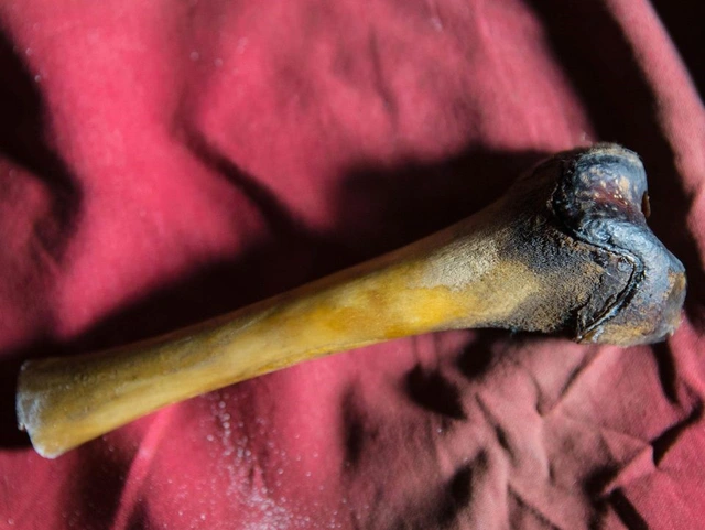 Phần xương đùi được tìm thấy trong một hang động ở Tibe.