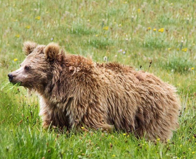 Và kết quả nghiên cứu khiến các nhà khoa học bất ngờ. 8 mẫu vật thực chất có nguồn gốc từ gấu nâu.