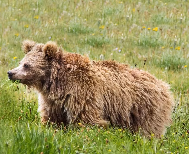 Và kết quả nghiên cứu khiến các nhà khoa học bất ngờ. 8 mẫu vật thực chất có nguồn gốc từ gấu nâu.