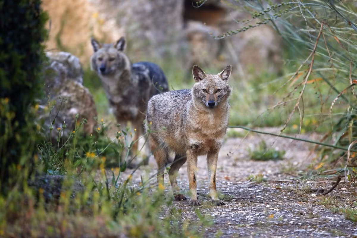 Và mẫu còn lại là của loài chó.