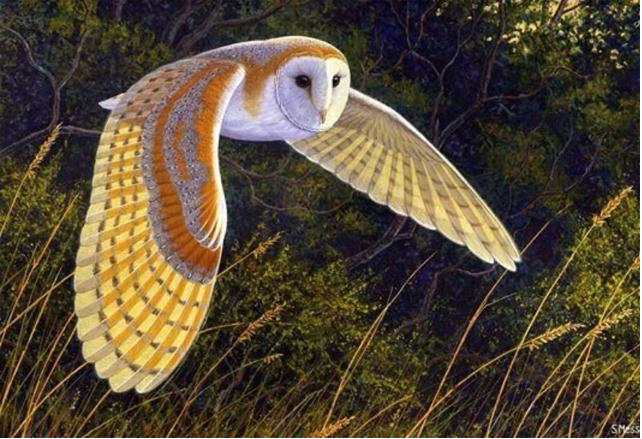 Loài chim này được đưa vào sách đỏ Việt Nam, là nguồn gen quý, có số lượng cá thể hiểm và ít gặp. Tuy nhiên, ở Việt Nam, nhiều người rất sợ chúng, coi chúng như quỷ dữ, vì cho rằng, chúng là điềm báo cho cái chết.