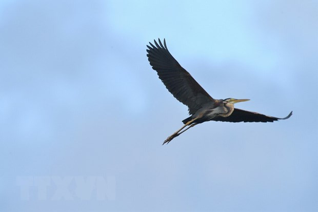 Loài chim chiến đảo Giáng sinh này đang dần biến mất do mất môi trường sống, việc khai thác mỏ phốt phát, ô nhiễm biển và đánh bắt quá mức.