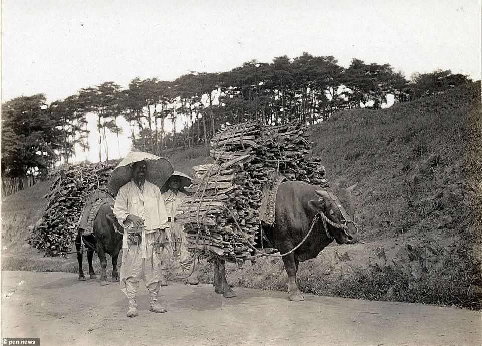 Gia súc được người dân Triều Tiên sử dụng để vận chuyển hàng hóa.