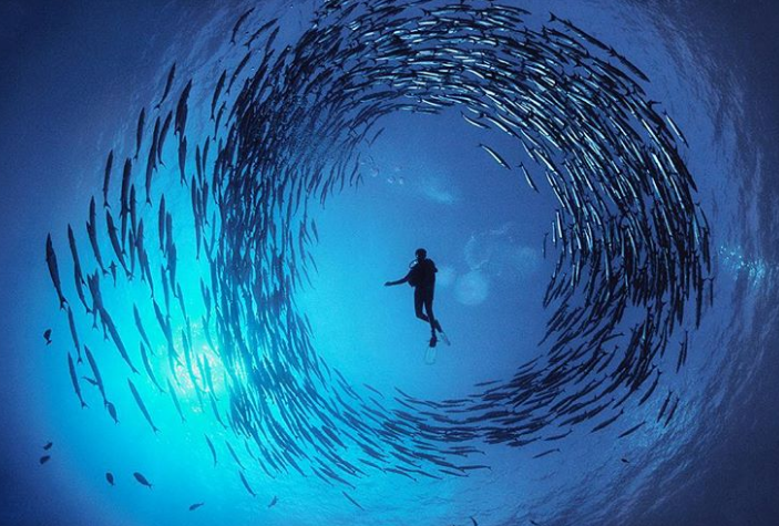 Bức ảnh ấn tượng này còn có tên "Vòng xoáy cá nhồng".