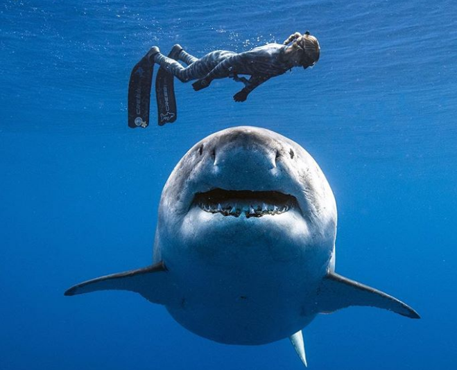 Một người thợ lặn bơi phía trên chú cá mập trắng khổng lồ.