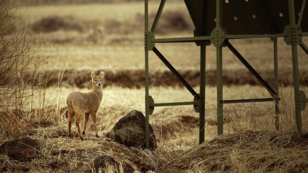 Là biểu tượng của một cuộc chiến còn dang dở với phần lớn không có người ở, DMZ liên Triều gây bất ngờ với nhiều loài động vật hoang dã và vẻ đẹp tự nhiên.