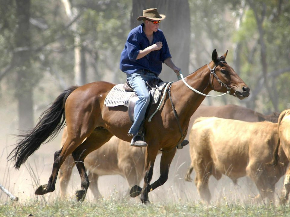 Năm 2003, Hoàng tử Harry tới Australia và tham gia nhiều hoạt động ở đây, chẳng hạn như cưỡi ngựa ở Queensland.