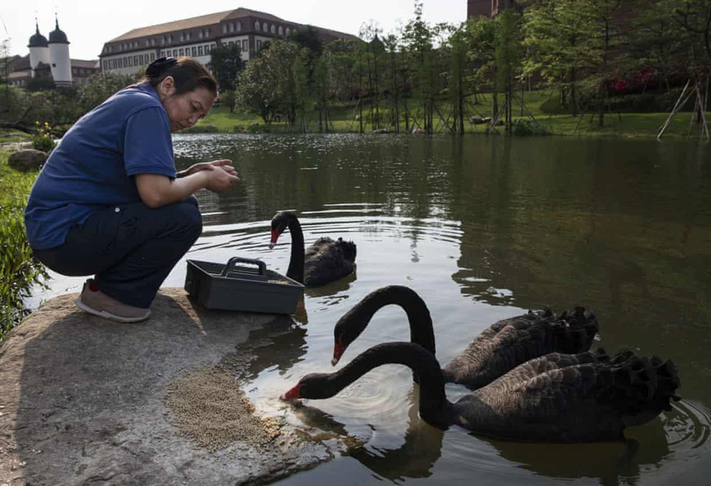 Thiên nga đen Australia được nuôi trong khuôn viên Huawei, để nhắc nhở các nhân viên hãy để ý các biến cố “thiên nga đen” (black swan events), tức các khả năng khó lường trước nhưng có hậu quả vô cùng lớn, và không được có thái độ trì trệ thường thấy ở các tập đoàn lớn. Ảnh: Getty Images.