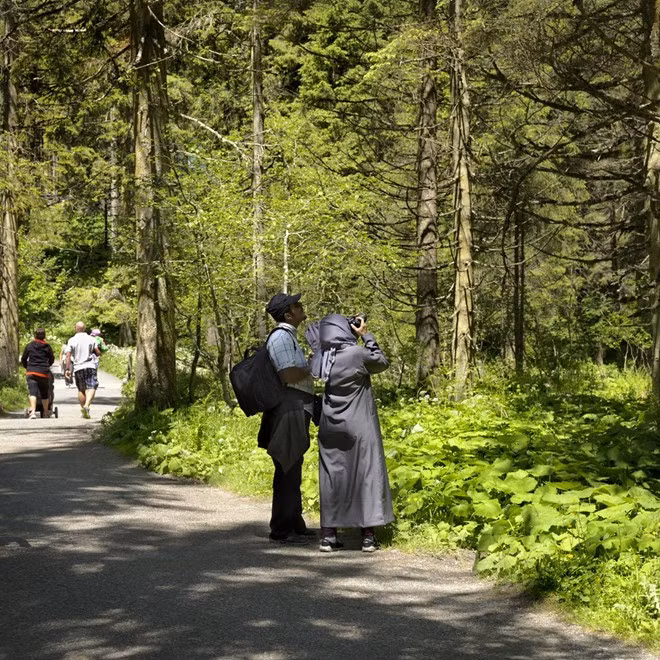 Ở nơi thấp hơn, rừng Alps và các đồng cỏ là nơi lý tưởng để dạo chơi.