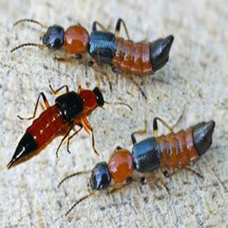 Kiến ba khoang không gây chết người, nhưng cũng là một nỗi kinh hoàng vì nọc của chúng làm viêm da, lở loét, thậm chí mù mắt.