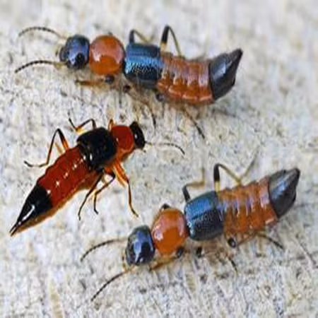 Kiến ba khoang không gây chết người, nhưng cũng là một nỗi kinh hoàng vì nọc của chúng làm viêm da, lở loét, thậm chí mù mắt.