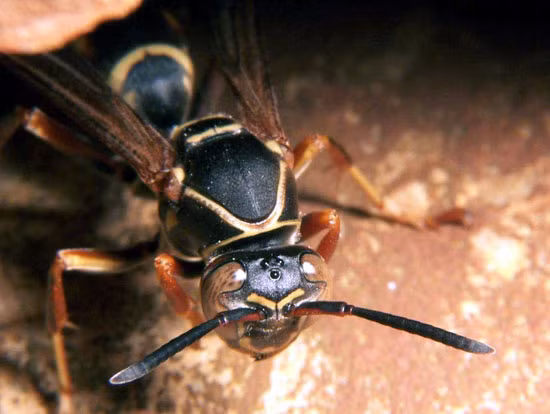 Ong vò vẽ là loài côn trùng nguy hiểm chết người đáng sợ hàng đầu thế giới. Nó có thể khiến bạn tử vong vì sốc phản vệ, tê liệt thần kinh, suy gan thận nếu chịu nhiều vết cắn.