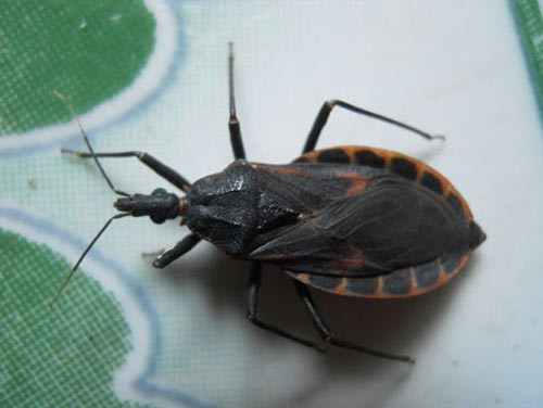 Bọ xít hút máu là "sát thủ ban đêm" chuyên truyền ký sinh trùng gây bệnh, dẫn đến hôn mê và tử vong cho nạn nhân.