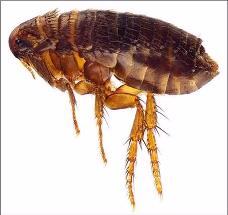 Không chỉ truyền bệnh nguy hiểm, bọ chét còn gây hoại tử da, nhiễm trùng máu, có thể dẫn đến tử vong.