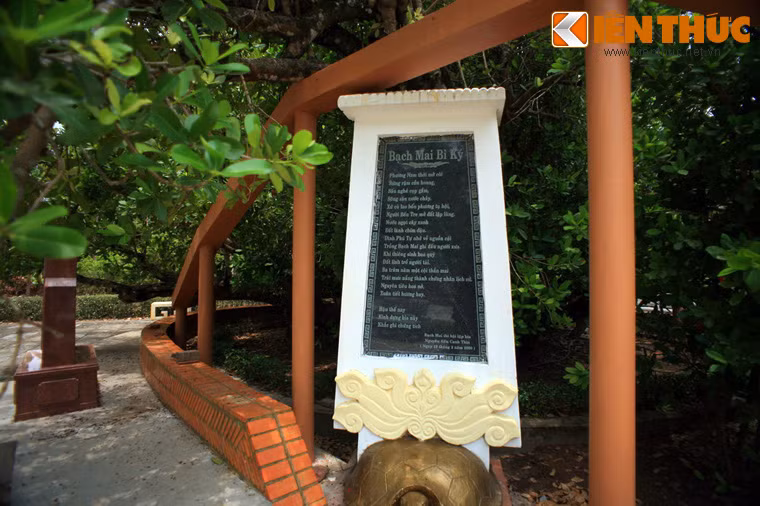 Ngưỡng mộ cây Bạch mai, nhân dân địa phương đã dựng bia “Bạch mai bi ký”. Trên bia có ghi: “Phương Nam thời mở cõi. Rừng rậm cồn hoang. Sấu nghé cọp gầm, sông sâu nước chảy. Xứ cù lao bốn phương tụ hội. Người Bến Tre mở đất lập làng. Nước ngọt cây xanh, đất lành chim đậu. Đình Phú Tự nhớ về nguồn cội. Trồng Bạch mai ghi dấu người xưa. Khí thiêng sinh hoa quý. Đất linh trổ người tài. Ba trăm năm một cội thần mai. Trãi mưa nắng thành chứng nhân lịch sử. Nguyên tiêu hoa nở, xuân hết hương bay”.