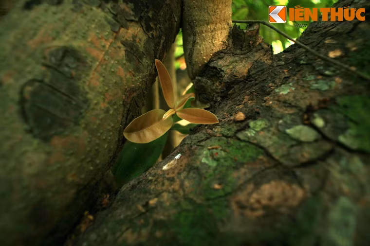 Từ rằm tháng giêng đến rằm tháng hai âm lịch hằng năm, hàng đêm cây bạch mai trên 300 năm tuổi này nở hoa trắng xóa, tỏa hương thơm ngát cả một vùng.