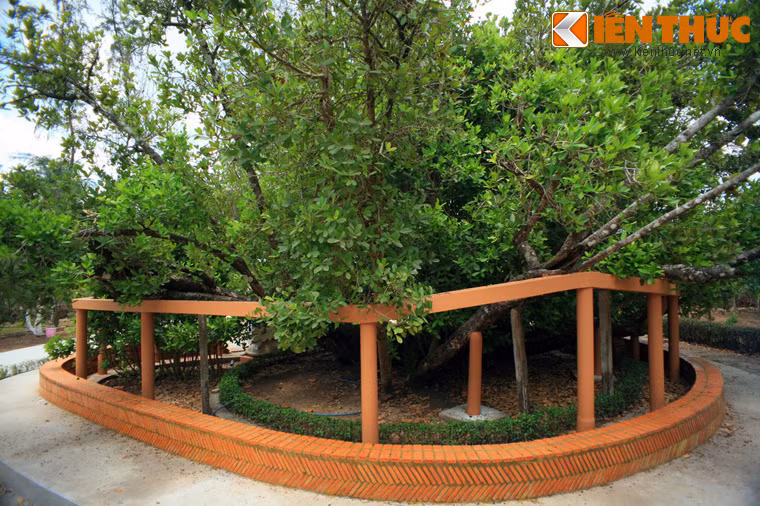 Với tuổi đời ước tính trên 300 tuổi - là một một trong những cây cổ thụ cao niên nhất Nam Bộ - cây còn được mệnh danh là “Thần mai”,“Danh mộc Bạch mai”...