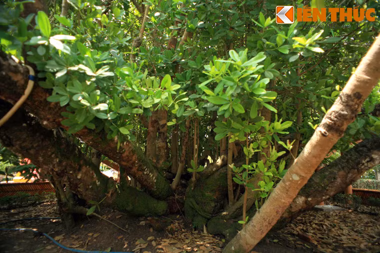 Hiện nay, cây vẫn xanh tốt, mọc thành cụm dày với khoảng 50 thân lớn nhỏ, cao 5-6m, trong đó có 16 thân lớn, đường kính từ 20-30cm.