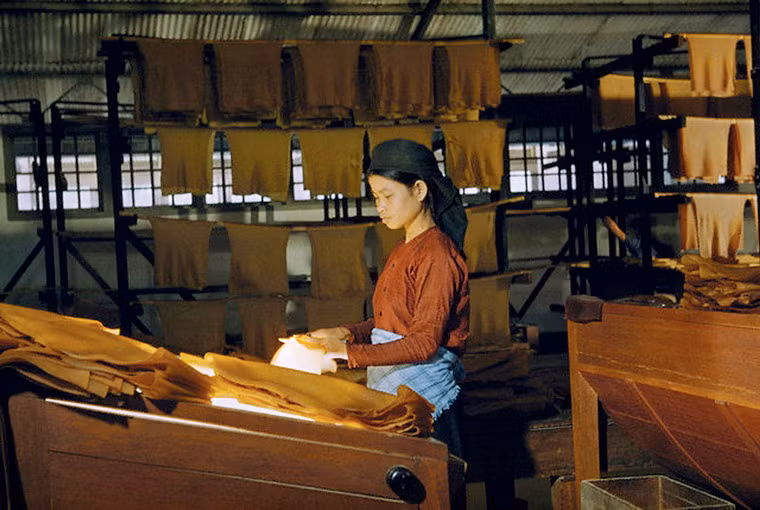 Kiểm tra lá mủ cao su tại một nhà máy chế biến mủ.