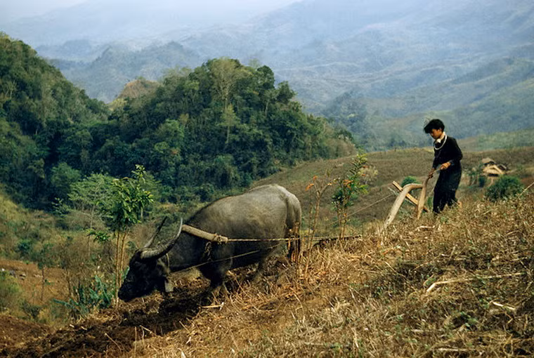 Cậu bé kéo cày trên sườn núi ở Tây Bắc.