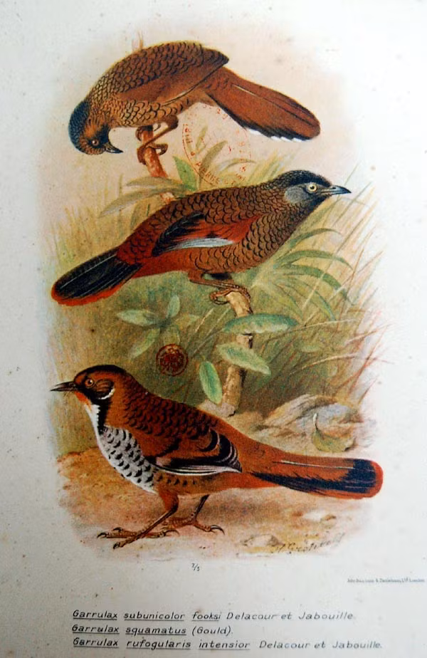 Từ trên xuống: Khướu vằn, khướu vẩy, khướu cằm hung.