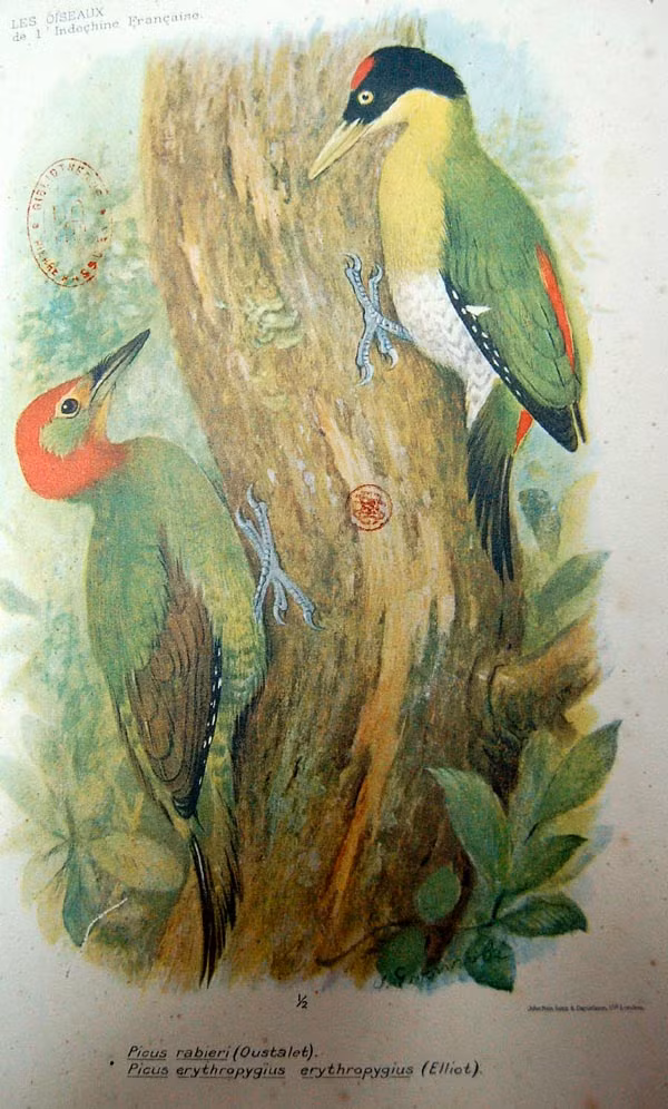 Gõ kiến xanh đầu đỏ (trái) và gõ kiến đầu đen (phải).