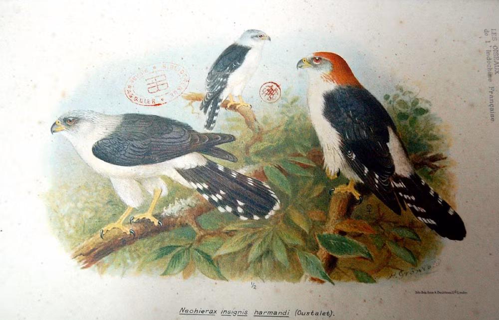 Chim cắt nhỏ họng trắng.