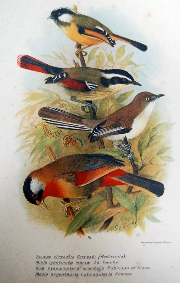 Từ trên xuống: Chim lách tách ngực vàng, khướu lùn đuôi đỏ, khướu lùn cánh xanh, chim kim oanh tai bạc.