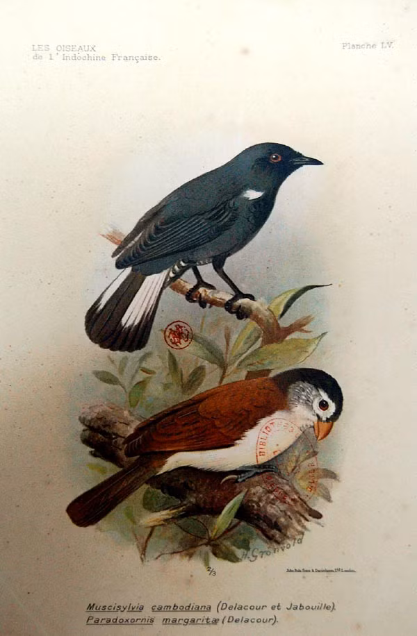 Chim khướu Campuchia (trên) và khướu mỏ dẹt đầu đen (dưới).