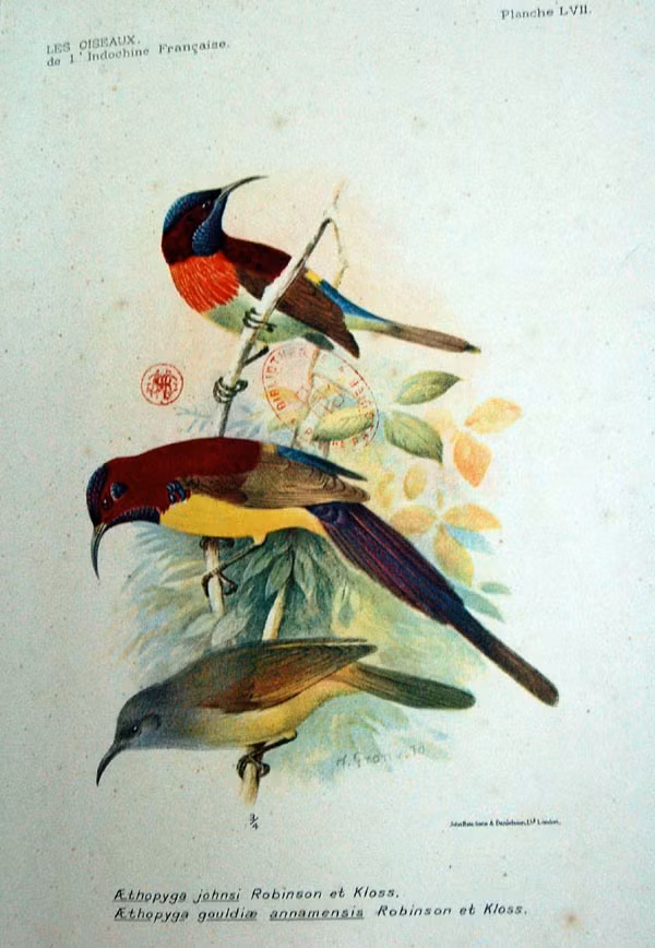 Chim hút mật ngực đỏ (trên) và chim hút mật bụng vàng (dưới).