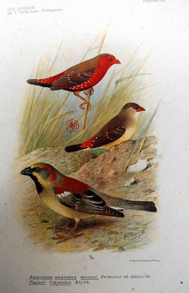 Chim mai hoa (trên) và chim sẻ bụng vàng (dưới).