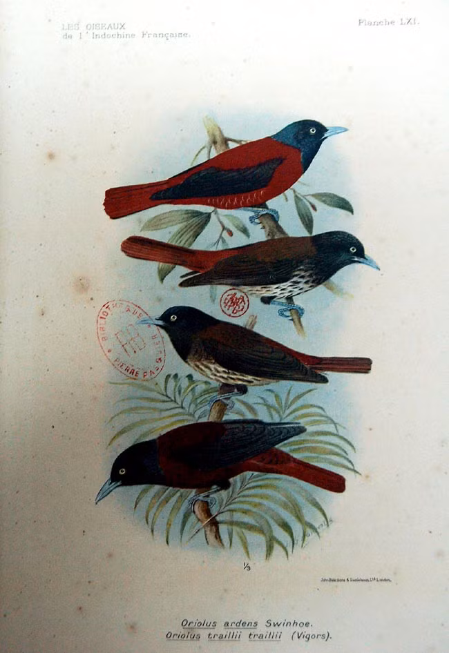 Các loài chim thuộc họ vàng anh.