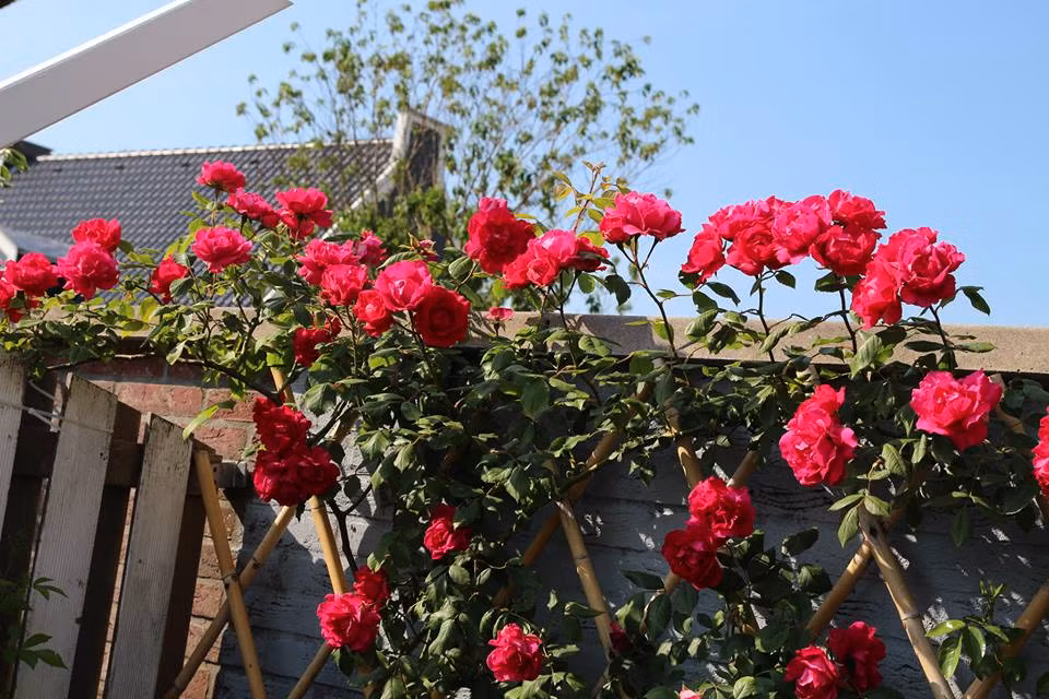 Chị đặc biệt yêu hoa hồng leo nên trồng rất nhiều loài trong khu vườn của gia đình mình.