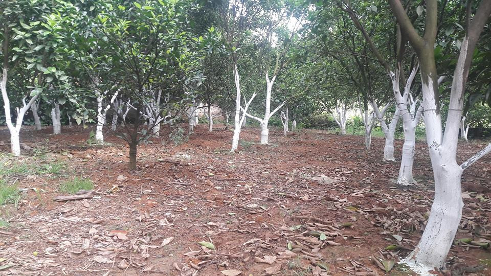 Vườn cam canh chi chít vết khoanh của ông Sơn.