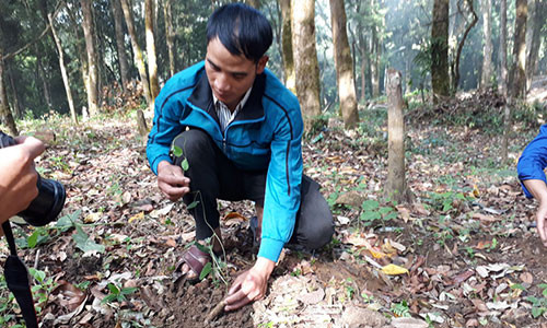 Vườn sâm dây của A Nhoai - Bí thư Đoàn xã Măng Ri dưới tán rừng.