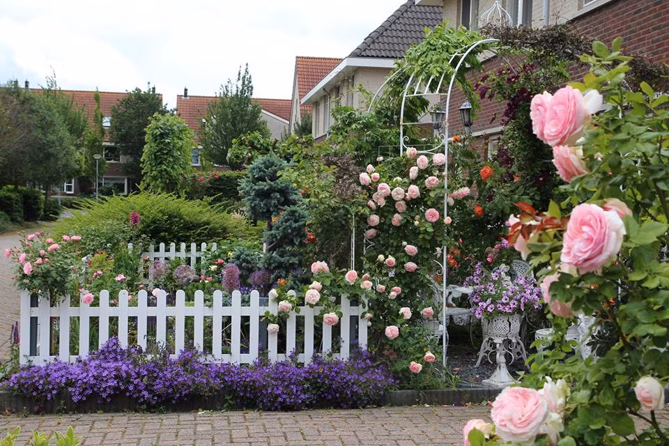 Một ngày mới thức dậy chỉ cần bước chân ra vườn hay chỉ đơn giản là vươn vai mở rộng rèm của khung cửa sổ là đủ cảm thấy đất trời bình yên, trong trẻo, dịu dàng hương thơm thoảng nhẹ của những gốc hồng. Cuộc sống của chị Lips Phạm ở Hà Lan vốn dĩ luôn đẹp và thơ mộng như vậy, bởi chị là người phụ nữ yêu hoa, thích trồng hoa hồng.