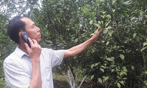 Vào mùa hoa, ông Sơn thường xuyên kiểm tra vườn.