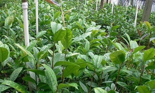 Một vườn ươm cây giống trà hoa vàng trên địa bàn huyện Tam Đảo. Ảnh: KH&PT.