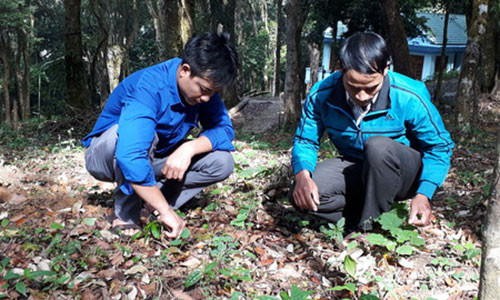 Người dân xã Măng Ri tập trung phát triển sâm Ngọc Linh và sâm dây dưới tán rừng.