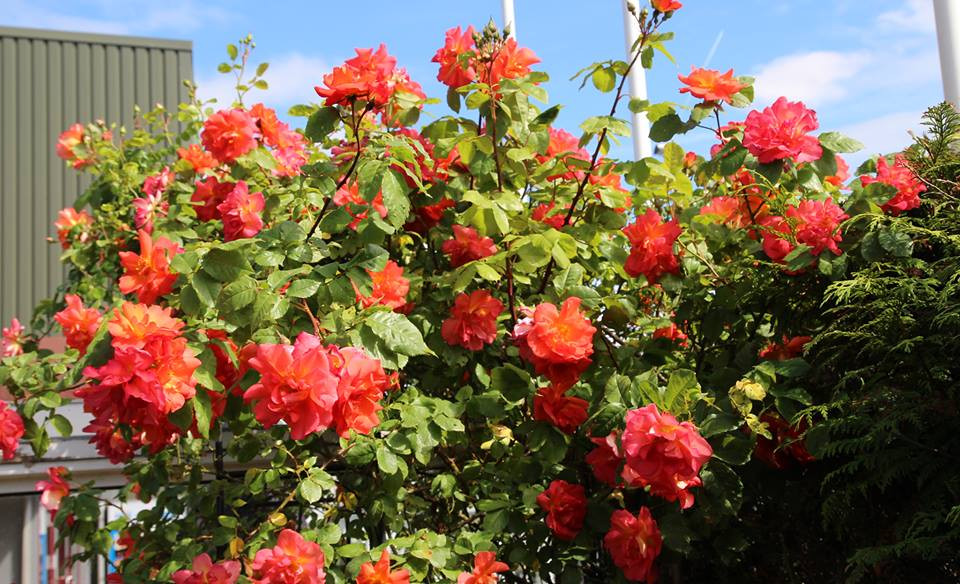 Khu vườn nhà chị ai nhìn cũng mê mẩn.