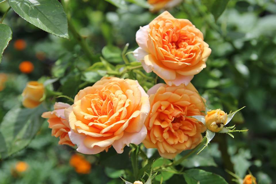 Chị Lips Phạm cười nói, với những ai “trót” yêu hồng, trót trồng một vài cây hồng, chắc chắn sẽ không thôi ước muốn sở hữu cả một vườn hồng, càng rộn ràng hương sắc, càng rực rỡ sắc màu càng cảm thấy cuộc sống ý nghĩa hơn.