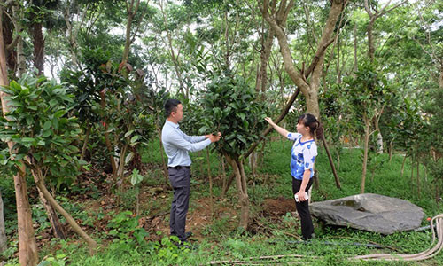 Kinh tế của gia đình anh Nguyễn Văn Sâm, thôn Đồng Bùa, xã Tam Quan (Tam Đảo) khấm khá hẳn lên nhờ nhân giống thành công loại dược liệu quý trà hoa vàng. Mỗi năm gia đình anh Sâm lãi hàng trăm triệu đồng từ trồng trà hoa vàng. Ảnh: Thu Thủy.