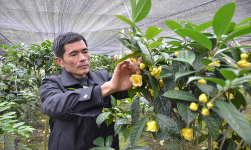 Người dân huyện Tam Đảo trồng và thu hái trà hoa vàng-loại cây trồng được coi là "vàng xanh" với giá trị kinh tế rất cao trong những năm gần đây. Ảnh: IT.