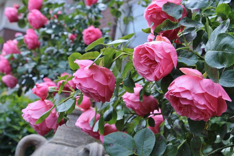 Khi phát hiện bị sâu bệnh chị thuờng lấy tỏi, ớt giã nhuyễn lọc lấy nuớc pha loãng (hoặc nuớc rửa chén bát) xịt liên tục mấy ngày liên tiếp, dệp sẽ hết.